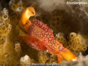 crab with eggs by Massimo Giorgetta 